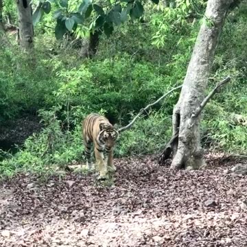 Wildlife in Close view with different perspective.