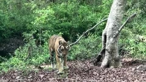 Wildlife in Close view with different perspective.