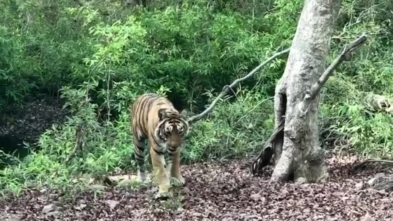 Wildlife in Close view with different perspective.