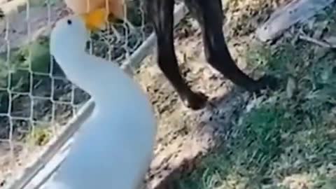 Funny 😂😂 cat videos