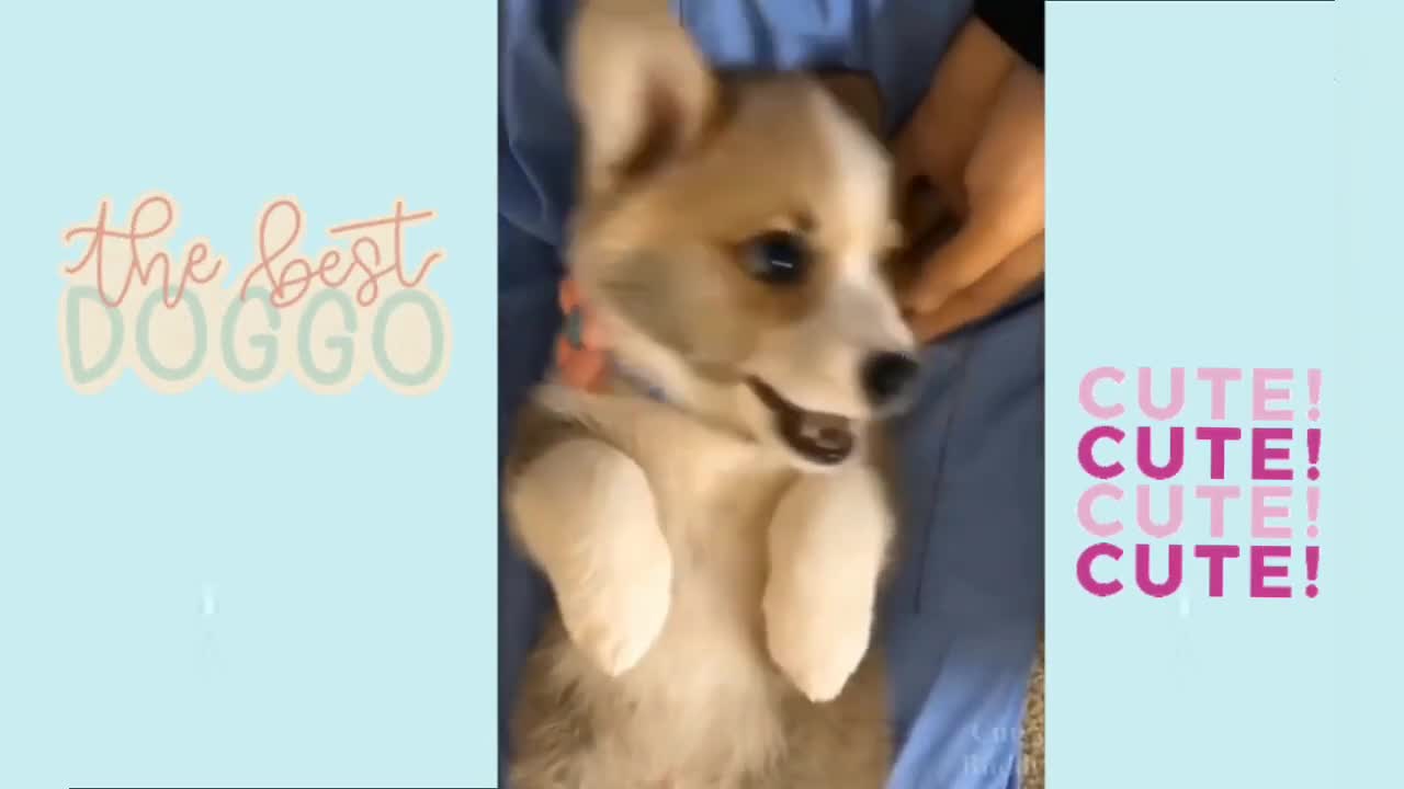 SUPER FUNNY DOG