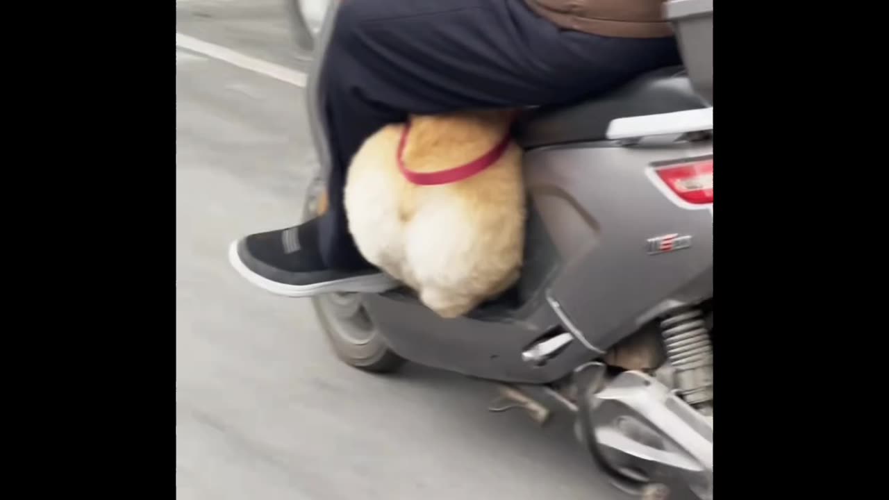 I thought it was sitting until it sat down....