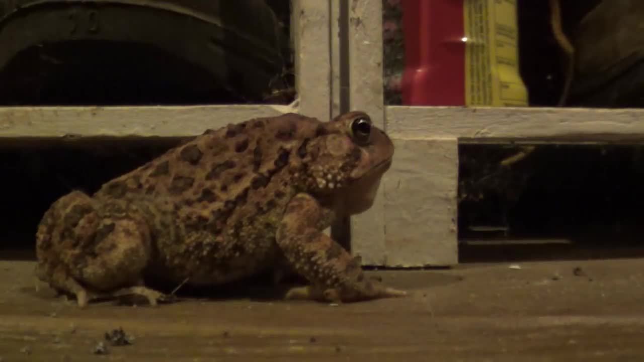 Big frog getting ready to eat a bug