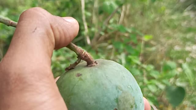 Mango fruit