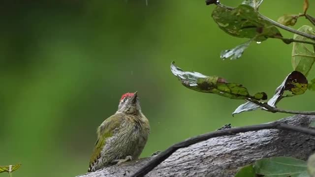Nature Video