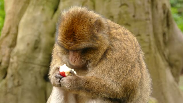 A Monkey Is Eating An Apple