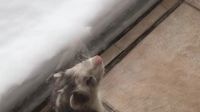 Adorable Ferret Encounters Snow For the First Time