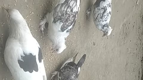 Pigeon is hungry