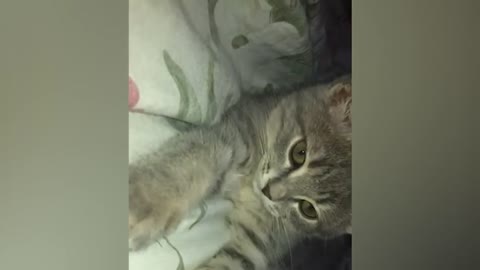 Funniest Animals Videos 2022 - Funny Cats and Dogs Videos 😹🐶