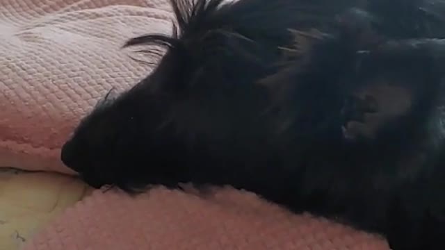 Sleepy puppy on the bed