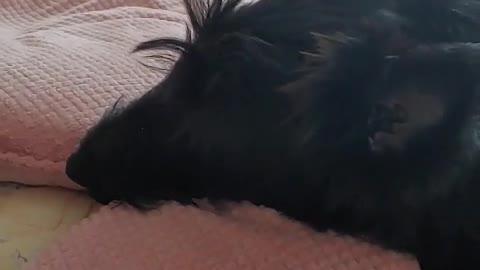 Sleepy puppy on the bed