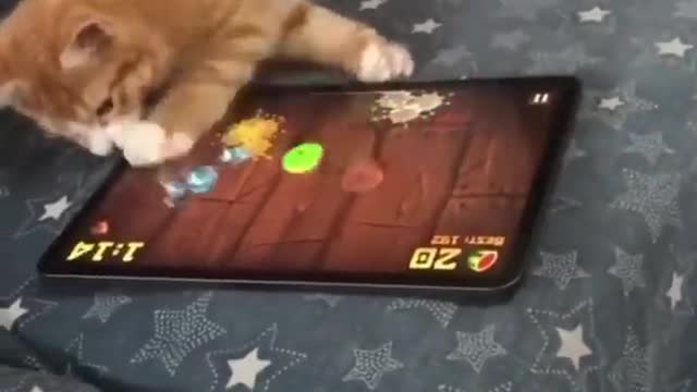 Insane Crazy Animals