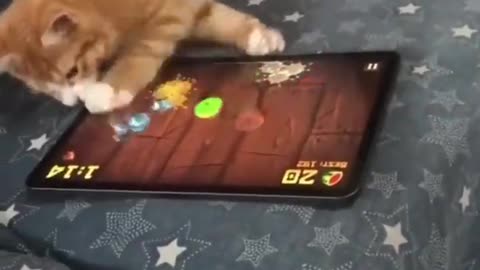 Insane Crazy Animals