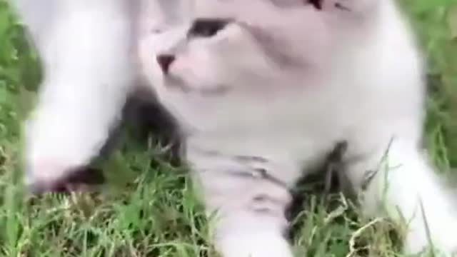 Cute cat