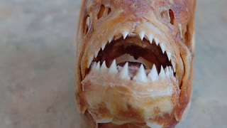 Piranha teeth (pygocentrus cariba)