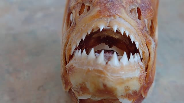 Piranha teeth (pygocentrus cariba)