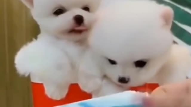 I really love Pomeranians,☝️☝️☝️😘😘😍😍❤️🥰