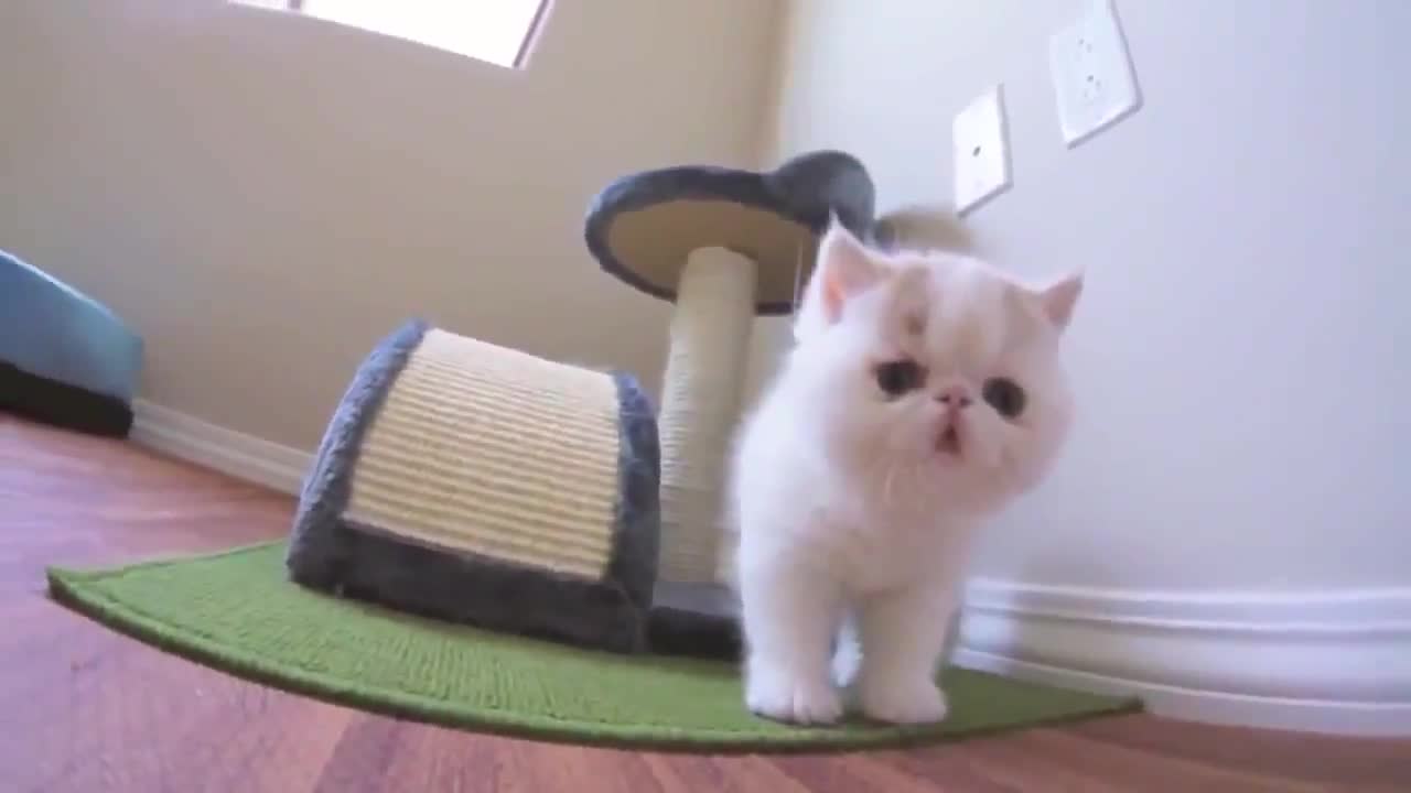 Cute kitty acting like puppy