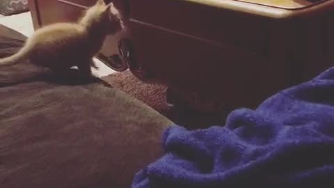 Kitten failed jump off bed to dresser