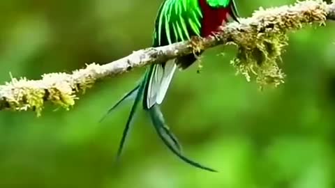 Green bird with a long tail