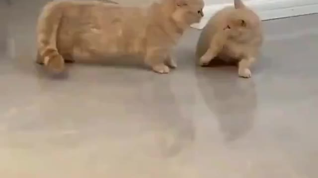 cute fight between cat and cat #short