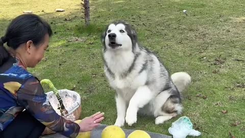 Proudful dog selling the vegetables .😲😲