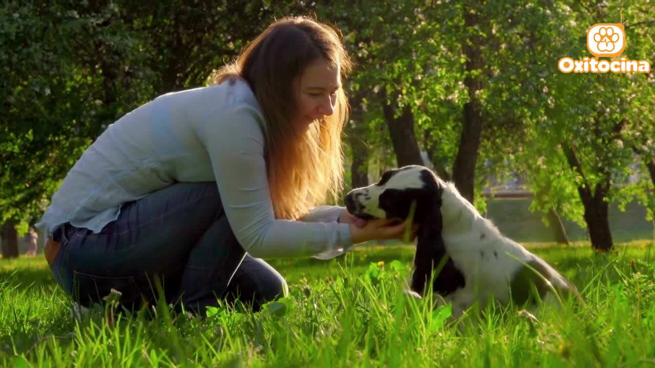 COCKER SPANIEL TOP 7