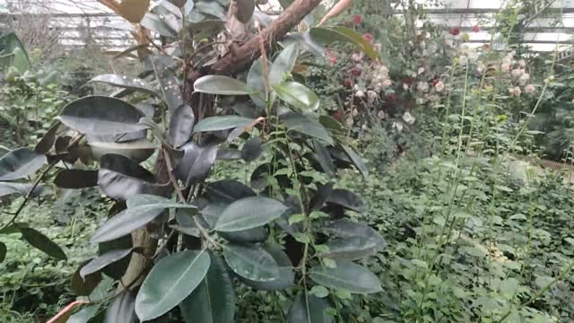 Palm sized leaves. Go back and make a specimen