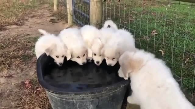 Adorable puppies enjoying their game break