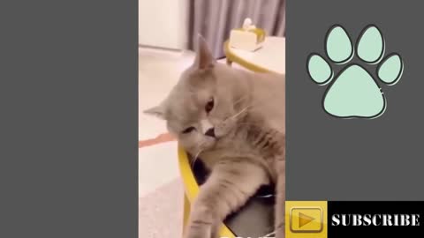 Angry cat Funny Pets Shorts