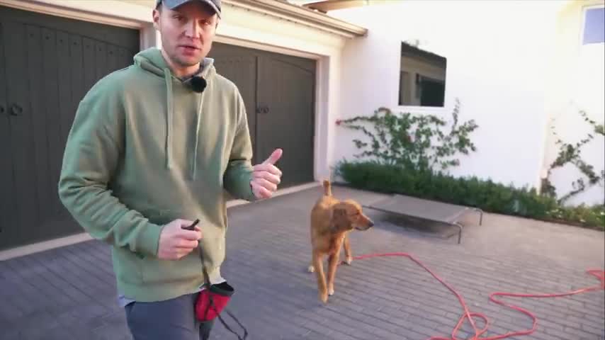 Teach your Dog Recall with the E-COLLAR