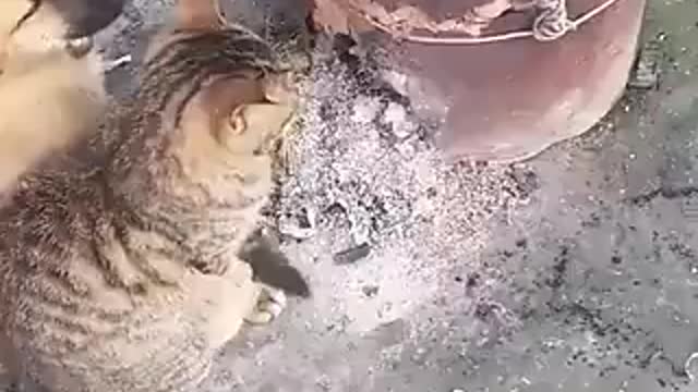 Video of cat and doggo sitting by the fire together may warm your heart. Watch