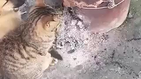 Video of cat and doggo sitting by the fire together may warm your heart. Watch