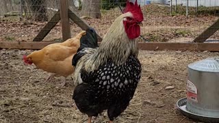 My flock