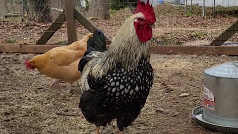 My flock
