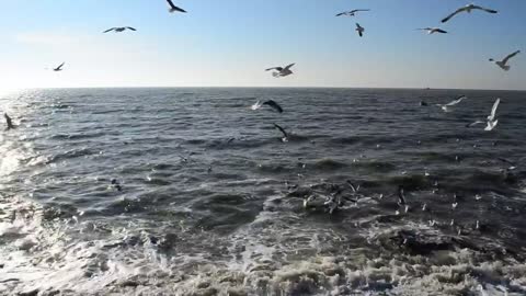 Seagulls feeding in the shallows
