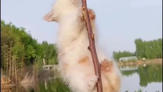 Jumping cat.