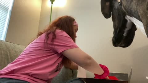 Service Dog: Un-Sponsored Honest Review of Kong Box Subscription Box!