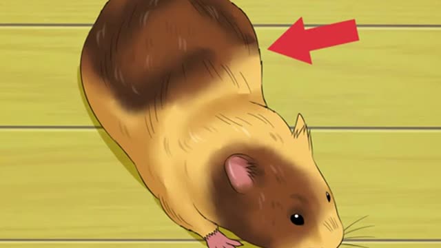 Is Your Hamster Pregnant?