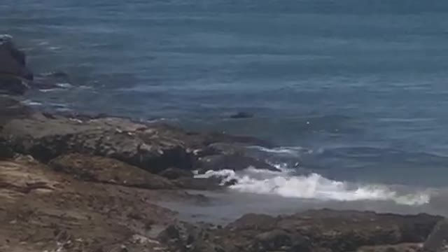 Humpback whales - Punta Leona, Costa Rica