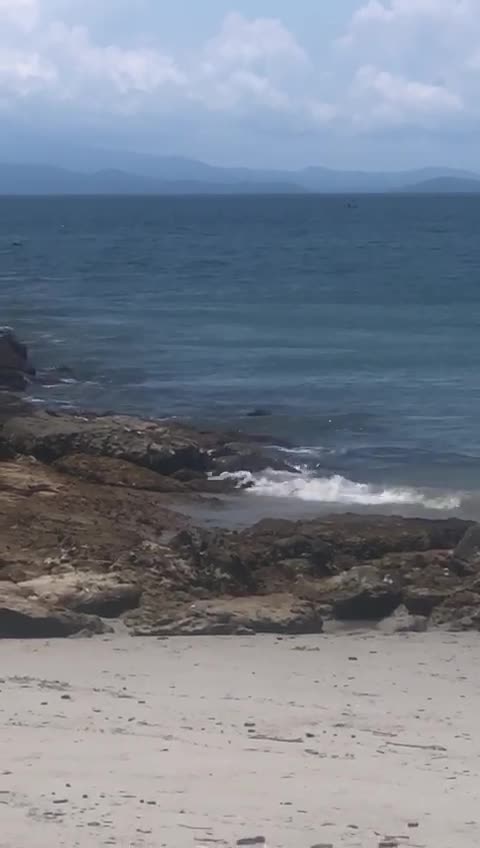Humpback whales - Punta Leona, Costa Rica