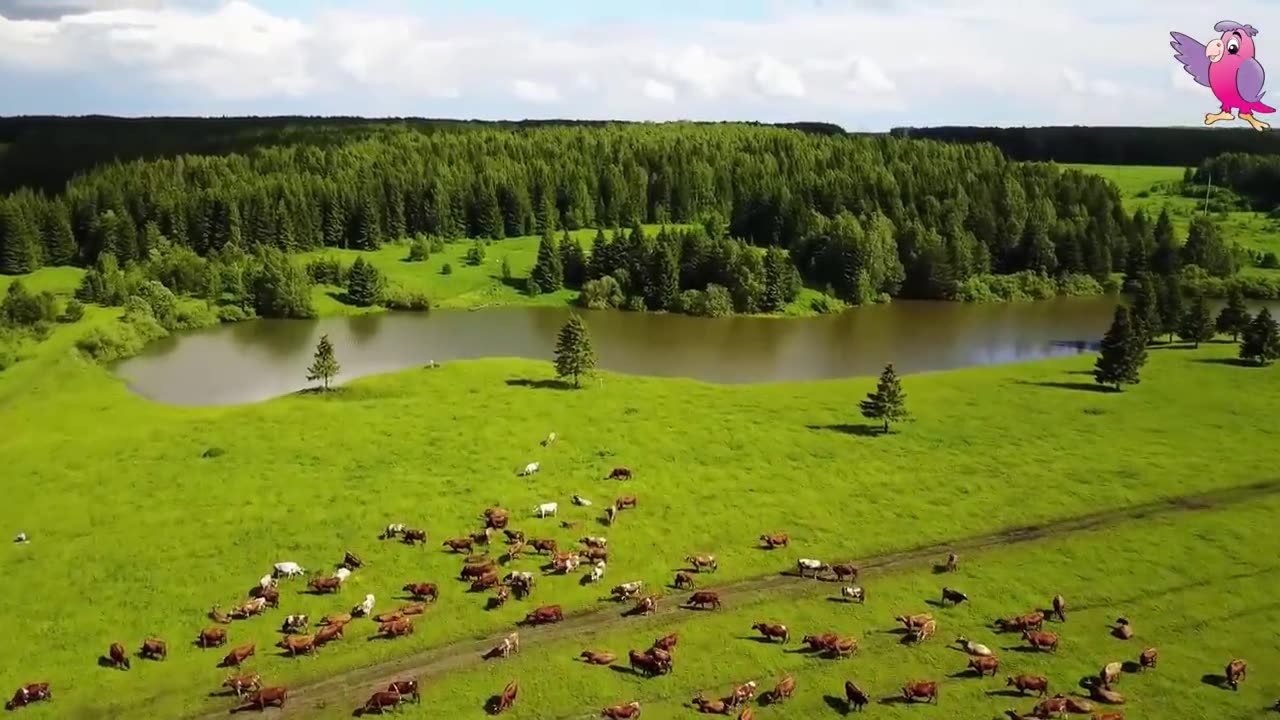 COW VIDEO 🐮🐄 COWS MOOING AND GRAZING IN A FIELD 🐄🐮