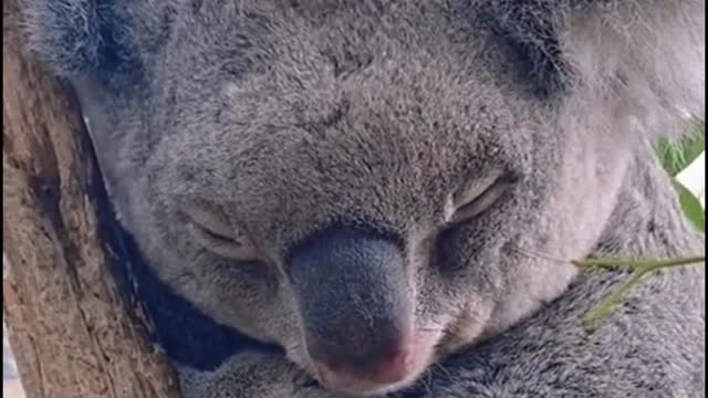 Is this koala sleepy?