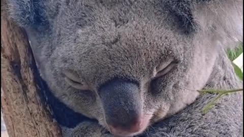 Is this koala sleepy?