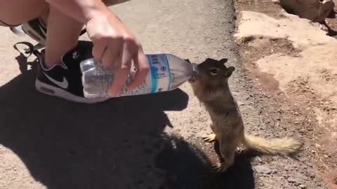 Man helps squirrel drink water from bottle at Grand Canyon