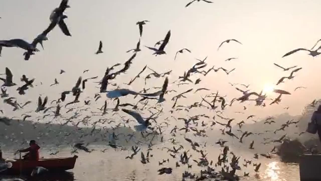 Facts about birds 🕊️🐦🕊️🐧🦅