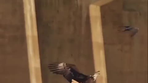 Amazing Eagle Flip