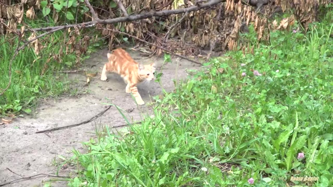 Two kittens scared of me in the street