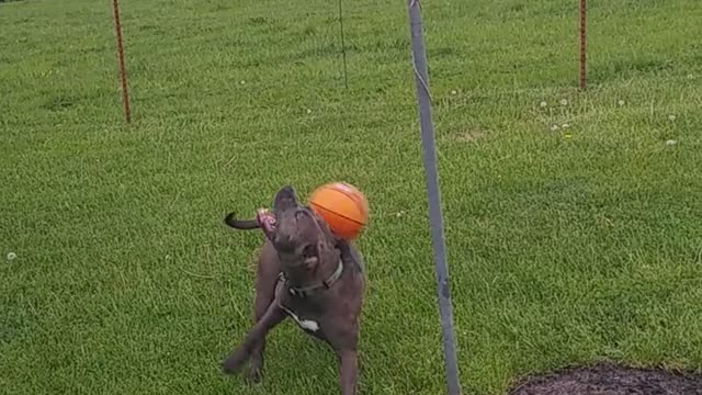 Funny Pitbull play with balls