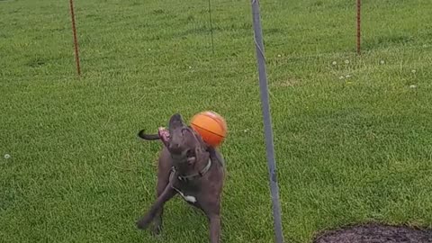 Funny Pitbull play with balls